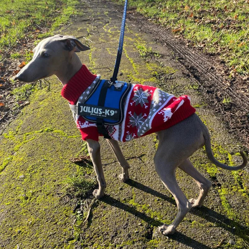 christmas Sweater -  Pet House